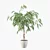 Ficus Ali: Stunning 3D Plant 3D model small image 4