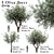 Mediterranean Glory: 3 Olive Trees 3D model small image 4