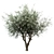 Mediterranean Glory: 3 Olive Trees 3D model small image 5