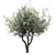 Mediterranean Glory: 3 Olive Trees 3D model small image 1