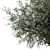 Mediterranean Glory: 3 Olive Trees 3D model small image 3