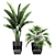 Exotic Plant Collection: Banana Palm, Cigar Plant, Strelitzia 3D model small image 3