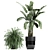 Exotic Plant Collection: Banana Palm, Cigar Plant, Strelitzia 3D model small image 4