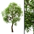 Exquisite Trio of Trees: White Oak, Sycamore Maple & China Tallow 3D model small image 2