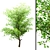 Exquisite Trio of Trees: White Oak, Sycamore Maple & China Tallow 3D model small image 3