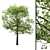 Exquisite Trio of Trees: White Oak, Sycamore Maple & China Tallow 3D model small image 4