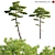 Taiwan Red Pine: 3D Models & Textures 3D model small image 1