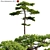 Taiwan Red Pine Tree 3D Models 3D model small image 1