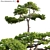 Taiwan Red Pine | 3D Model Archive 3D model small image 1