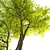 Fraxinus pennsylvanica Summit: Stunning Green Ash 3D model small image 2