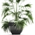 Tropical Plant Collection in Black Pots 3D model small image 4