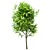 Ailanthus Altissima Set: 4 Trees 3D model small image 1