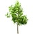 Ailanthus Altissima Set: 4 Trees 3D model small image 2