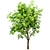 Ailanthus Altissima Set: 4 Trees 3D model small image 3