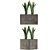 Modern Agave Plant Collection 3D model small image 2