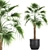 Exotic Palm Collection: Livistona, Coccothrinax, Thrinax 3D model small image 1