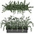 Elegant Ficus Elastica Plant 3D model small image 2