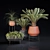 Lush Indoor Greenery Set 3D model small image 4