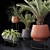 Lush Indoor Greenery Set 3D model small image 6