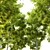 Premium Pignut Hickory Tree: Carya glabra 3D model small image 4