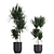 Exotic Plant Collection in Black Vases 3D model small image 2
