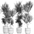 Exotic Plant Collection in Black Vases 3D model small image 5