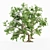 Title: Botanical Beauty: 5 Broadleaf Tree Collection 3D model small image 2