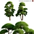 Archive Podocarpus 3D models 3D model small image 1