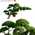 Archived Podocarpus Macrophyllus Plant 3D Models 3D model small image 1