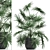 Exotic Palm Collection: Livistona, Coccothrinax, Thrinax 3D model small image 1