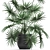 Exotic Palm Collection: Livistona, Coccothrinax, Thrinax 3D model small image 2