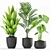 Exotic Palm Majesty & Alocasia Plant Set 3D model small image 2