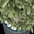 Decorative Plant Duo: Interior Bliss 3D model small image 8