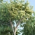 Mesquite: Natural Beauty for Your Home 3D model small image 2