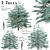 Blue Spruce Trio: Stunning Picea Pungens Set 3D model small image 1