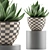 118 Agave Plant Collection 3D model small image 1