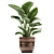 Title: Exotic Banana Palm - Plant Collection! 3D model small image 4