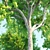 Exquisite Acacia Nilotica Wood 3D model small image 2