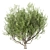 Mediterranean Beauty: Set of 3 Olive Trees 3D model small image 1