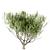 Mediterranean Beauty: Set of 3 Olive Trees 3D model small image 3