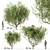 Mediterranean Beauty: Set of 3 Olive Trees 3D model small image 4