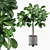 Elegant Ficus Benghalensis: 3D Plant Collection 3D model small image 1