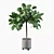 Elegant Ficus Benghalensis: 3D Plant Collection 3D model small image 4