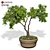 Elegant Ornamental Tree: Perfect Home Decor 3D model small image 1