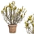 Springtime Blooming Broom with Pot 3D model small image 1