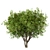 Amur Maple Tree Set (4 Trees) 3D model small image 1