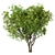 Amur Maple Tree Set (4 Trees) 3D model small image 2