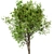 Amur Maple Tree Set (4 Trees) 3D model small image 3