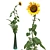 Sunflower in Vase 3D model small image 2