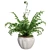 Lush Western Sword Fern in Pot 3D model small image 1